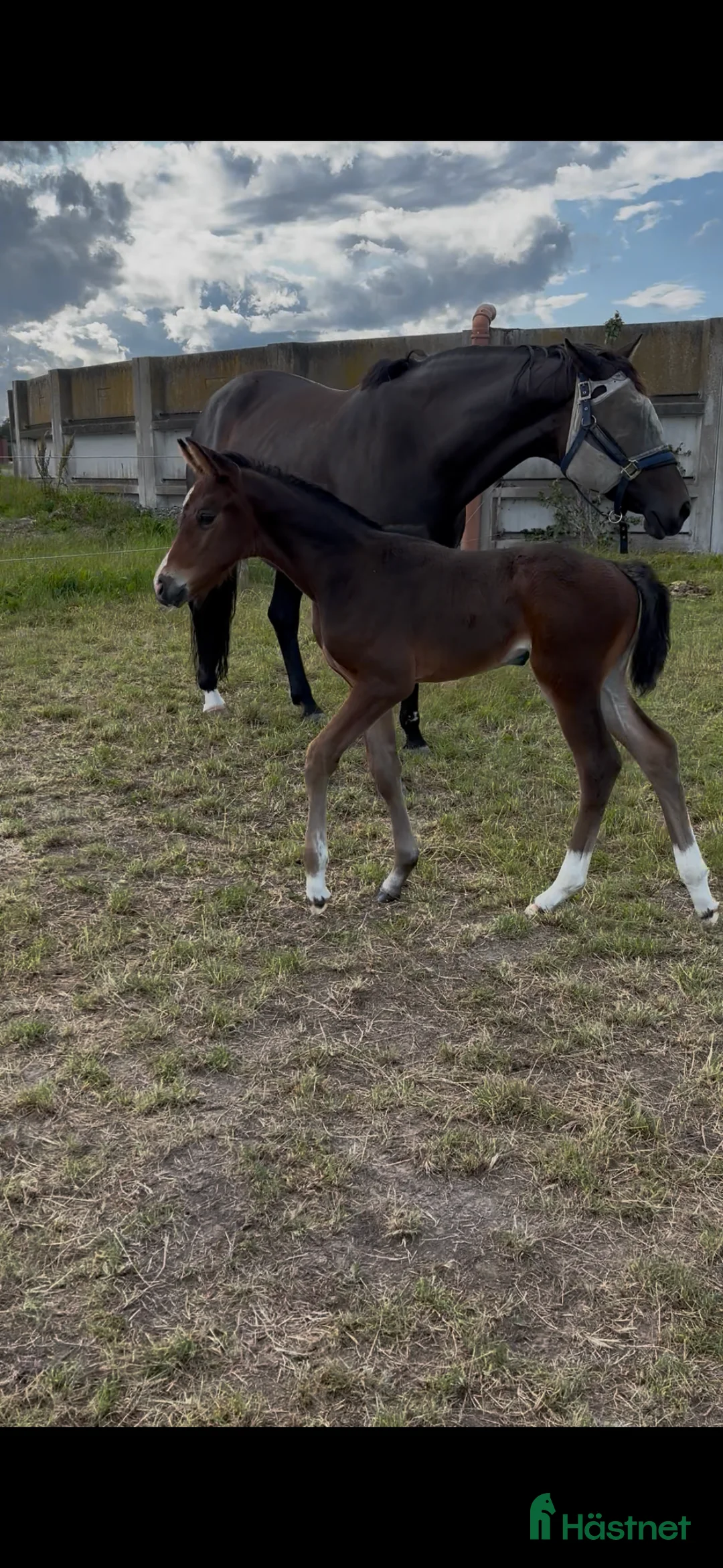 Dressyr hästar till salu: Mycket socialt sto söker nytt hem!  i Lidköping - Annons 2
