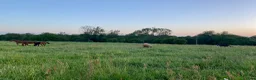  stallplats finnes: Stallplatser - Annons 1