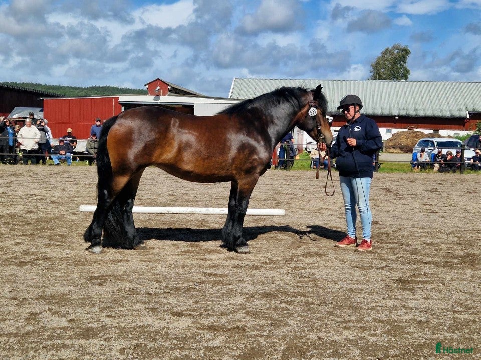  hästar Sol 22-21-0036 - Annons 18