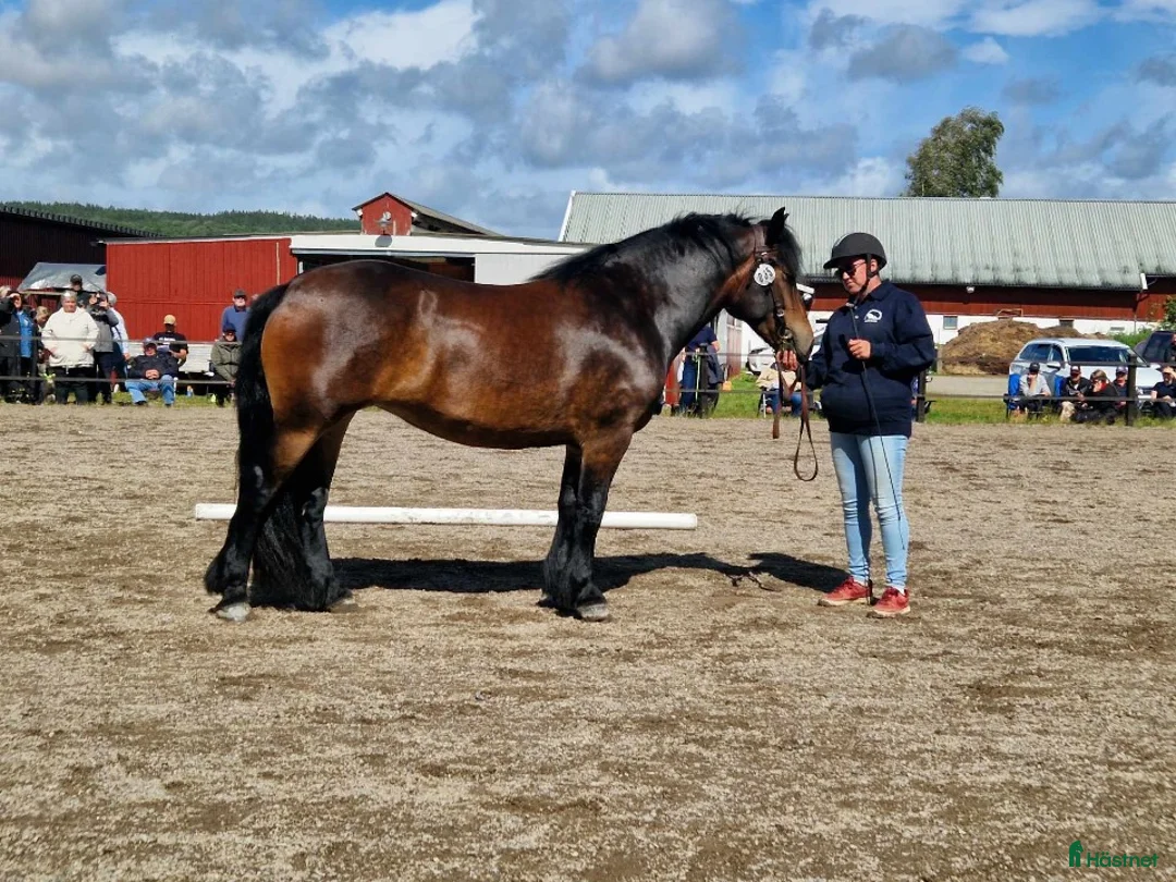 Allround hästar till salu: Sol 22-21-0036 - Annons 1