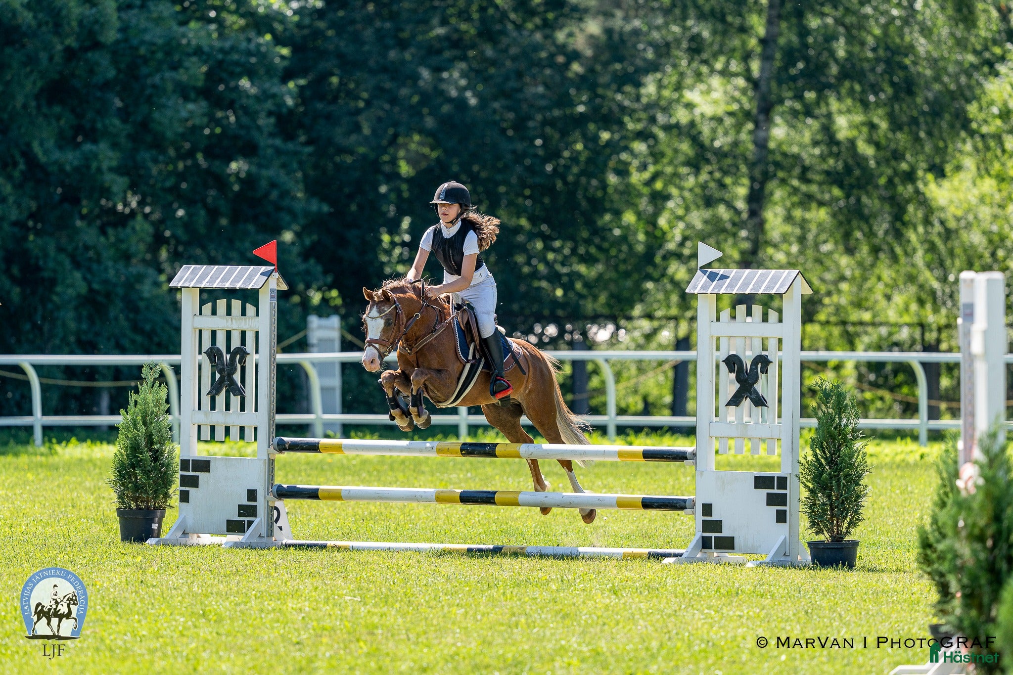 Hoppning hästar till salu: Welsh pony for sport i Stockholm - Annons 1