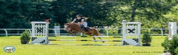 Hoppning hästar till salu: Welsh pony for sport i Stockholm - Annons 1