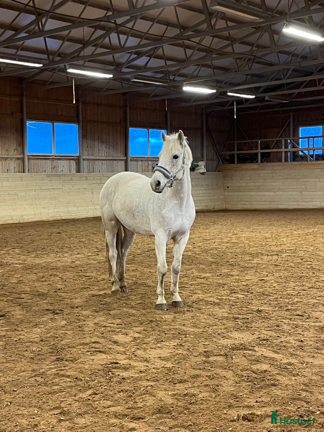 Hoppning hästar till salu: Rolig allroundponny i Norrköping - Annons 2