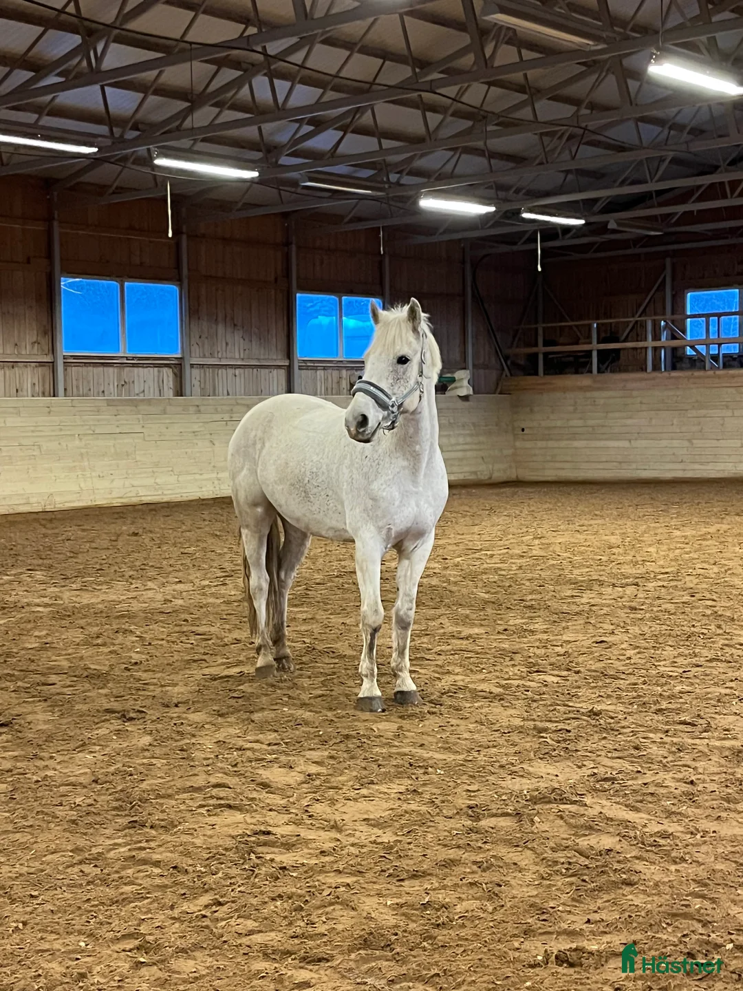 Hoppning hästar till salu: Rolig allroundponny i Norrköping - Annons 2