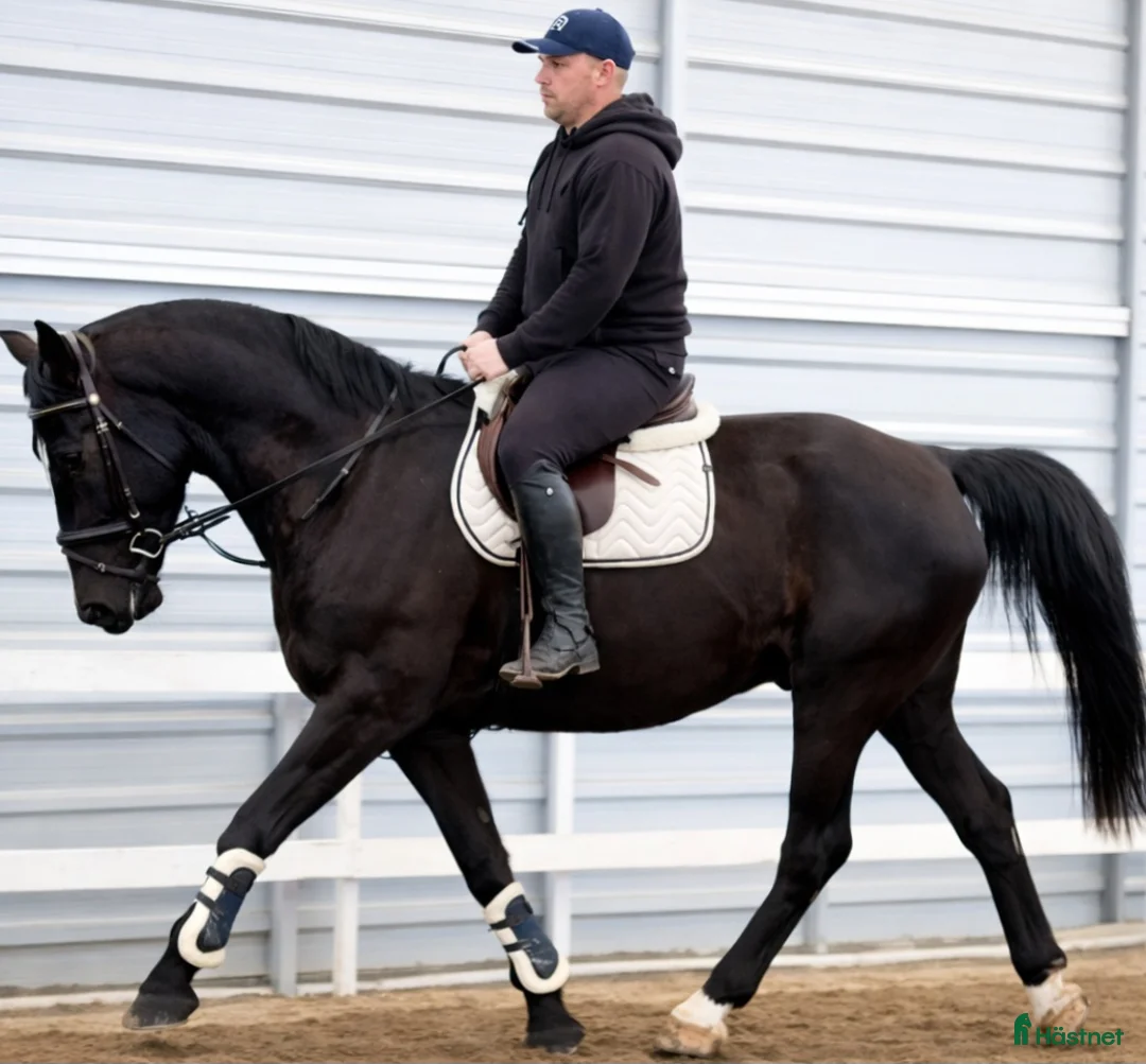 Allround hästar till salu: Charming sweet Silesian-partner for everybody i Örsundsbro - Annons 5