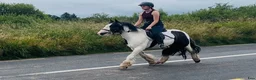 Allround hästar till salu: 125cm gelding, trained to ride and drive! - Annons 7