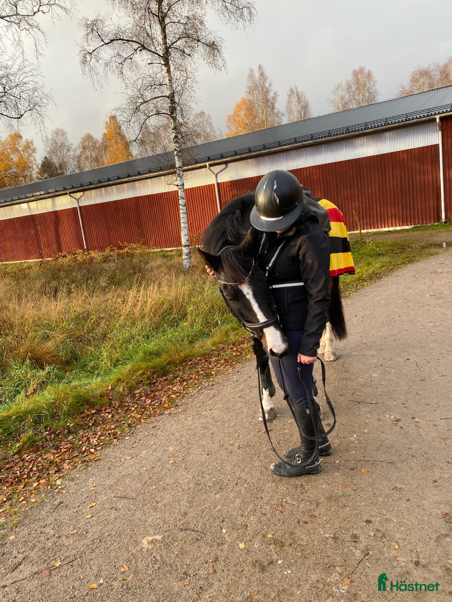  hästar KWPN-valack söker lugnt och tryggt hem - Annons 2