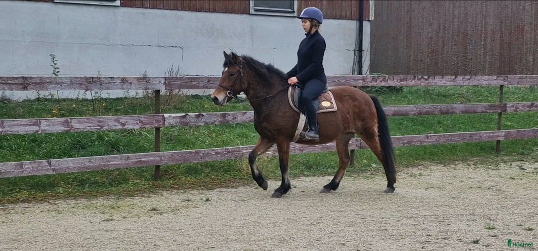 Avelshästar hästar till salu: Diplomsto till ridning/körning/avel i Stånga - Annons 1