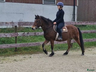 hästar Diplomsto till ridning/körning/avel i Stånga - Annons 1