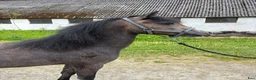 Allround hästar till salu: Welsh Mountain ponnys - Annons 7