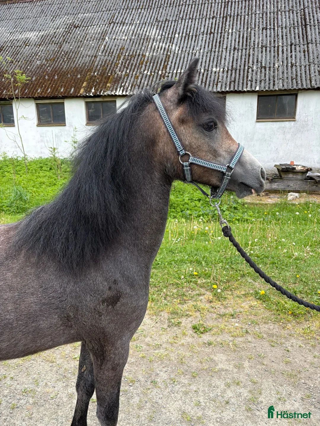 Allround hästar till salu: Welsh Mountain ponnys - Annons 7