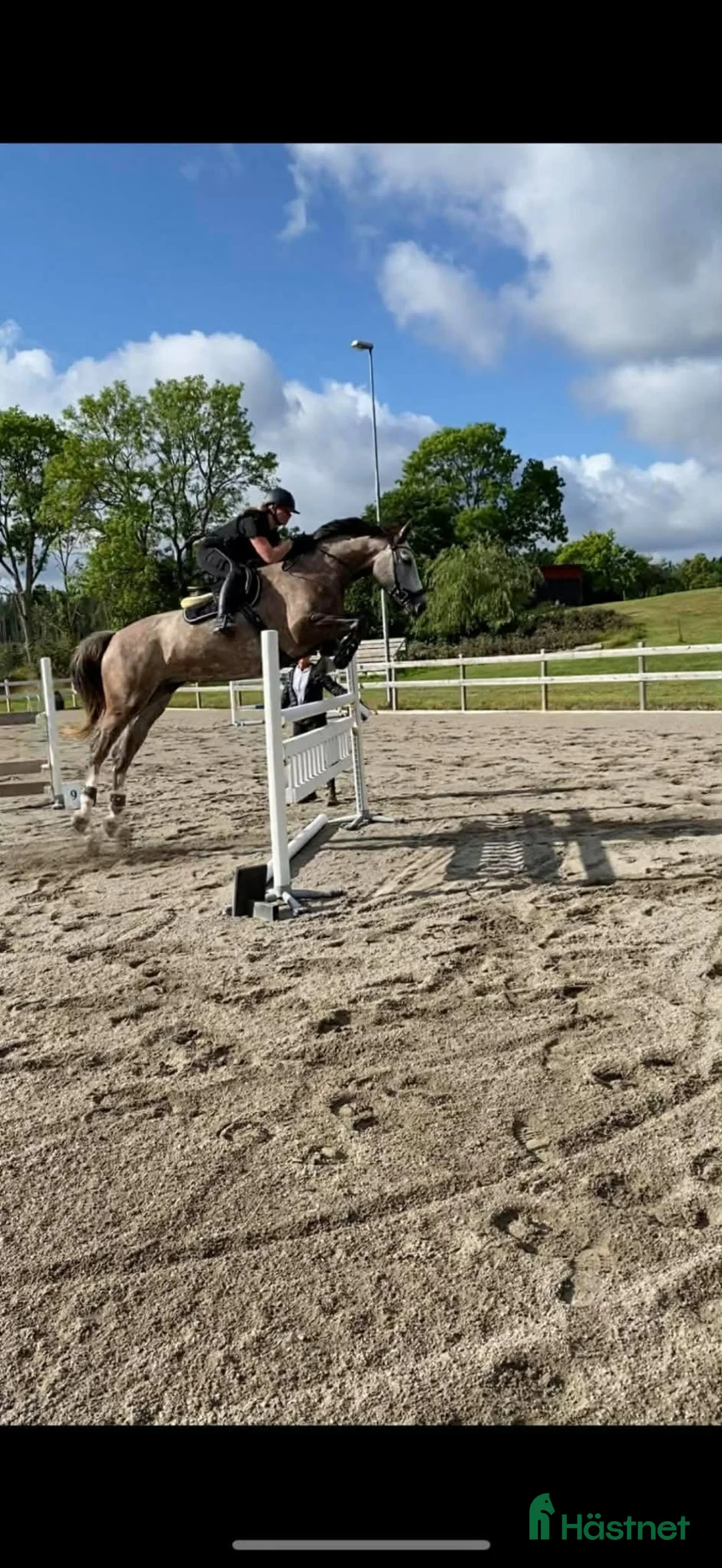 Allround hästar till salu: Trevligt allroundsto e Bravour - Annons 2