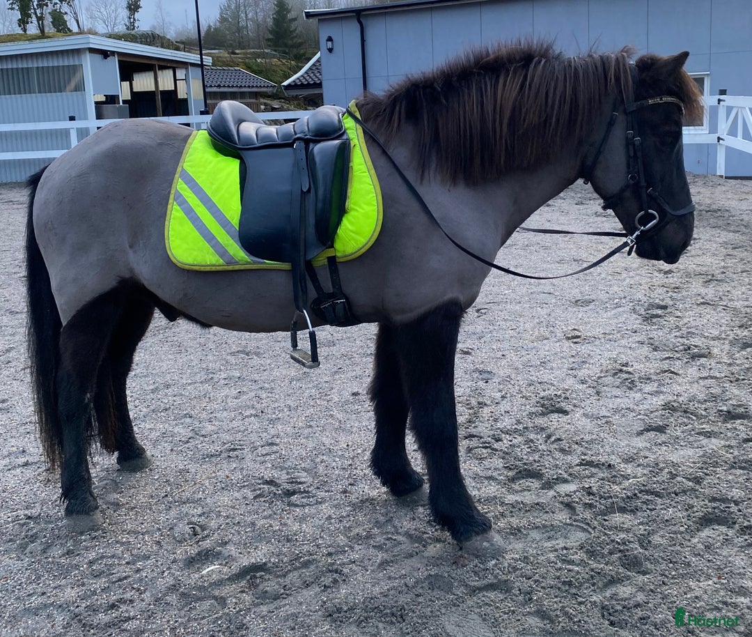 Island hästar till salu: Islandshäst i Munkedal - Annons 2