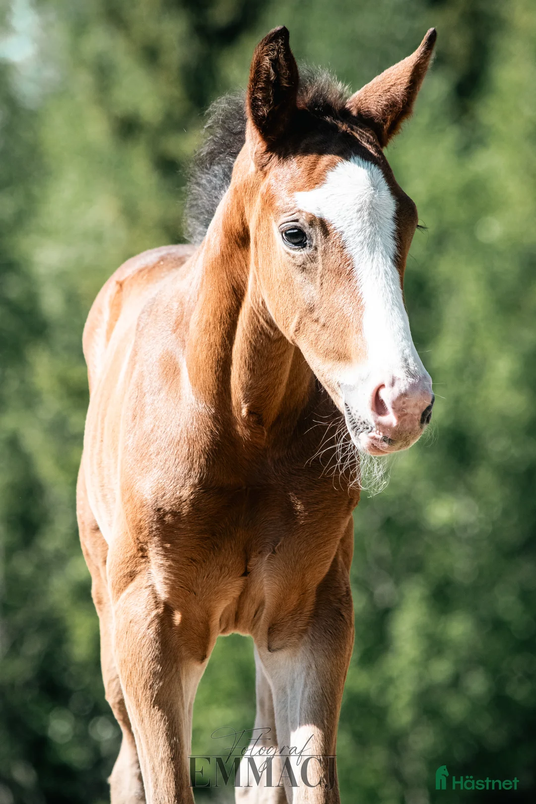 Dressyr hästar till salu: Charmig & snygg valack -24 e. Racoon - Topaasch 🌟 - Annons 11