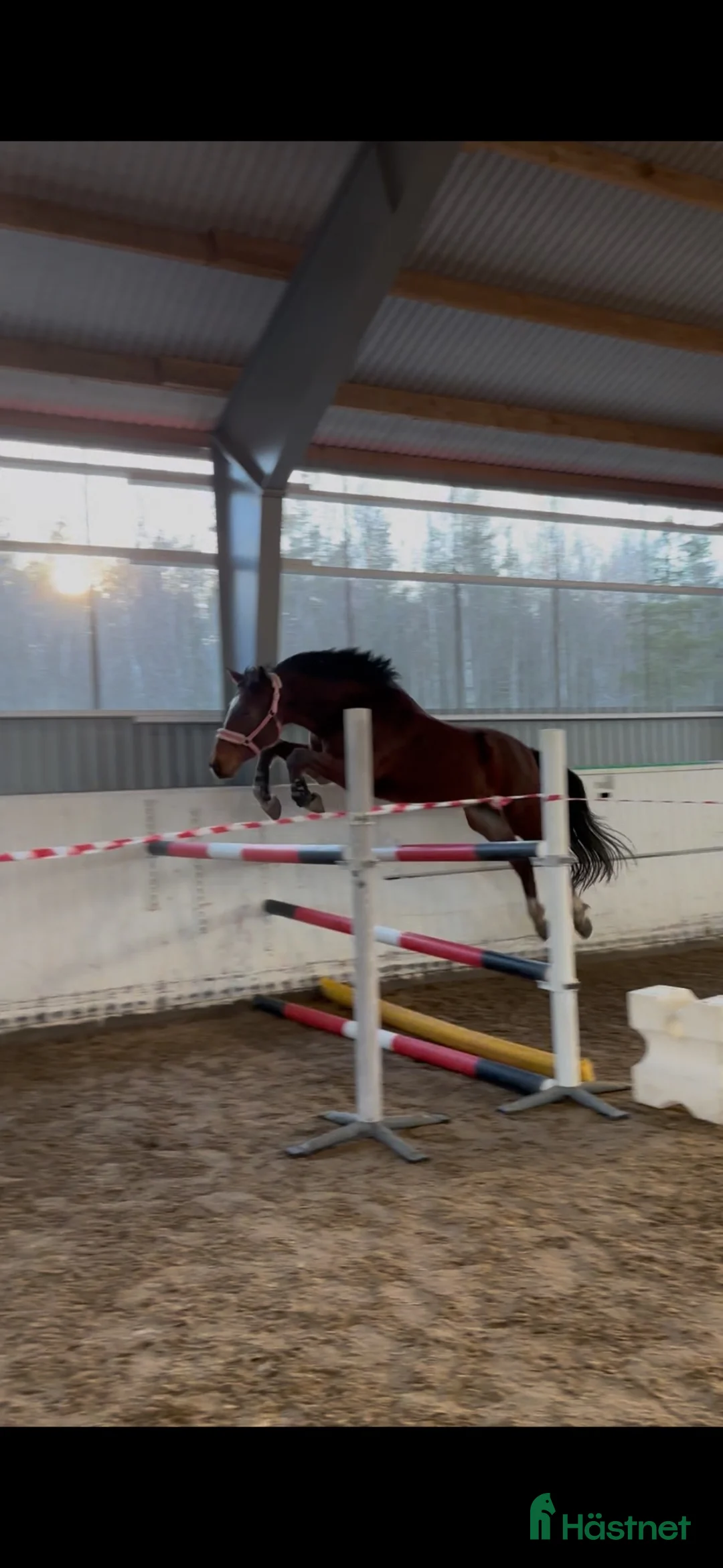 Hoppning hästar till salu: Fint lovande ungsto  - Annons 2
