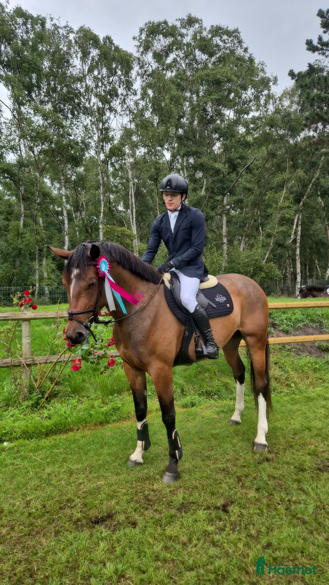 Hoppning hästar till salu: Kvalitativ 5-åring till salu  i Norrköping - Annons 4