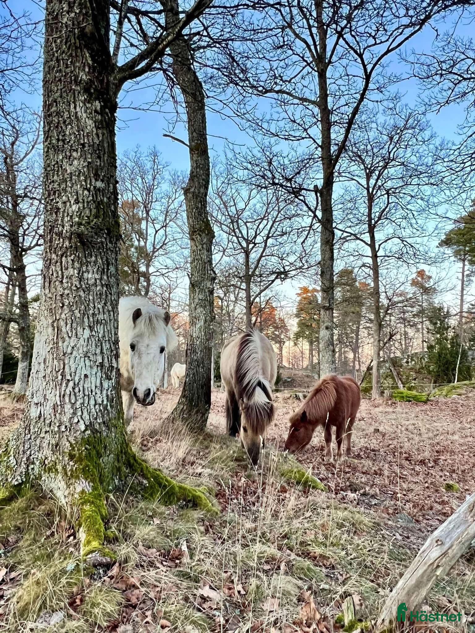  stallplats Plats för islandshäst mellan Sthlm o Nynäshamn i Ösmo - Annons 4