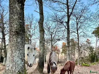 stallplats Plats för islandshäst mellan Sthlm o Nynäshamn i Ösmo - Annons 3