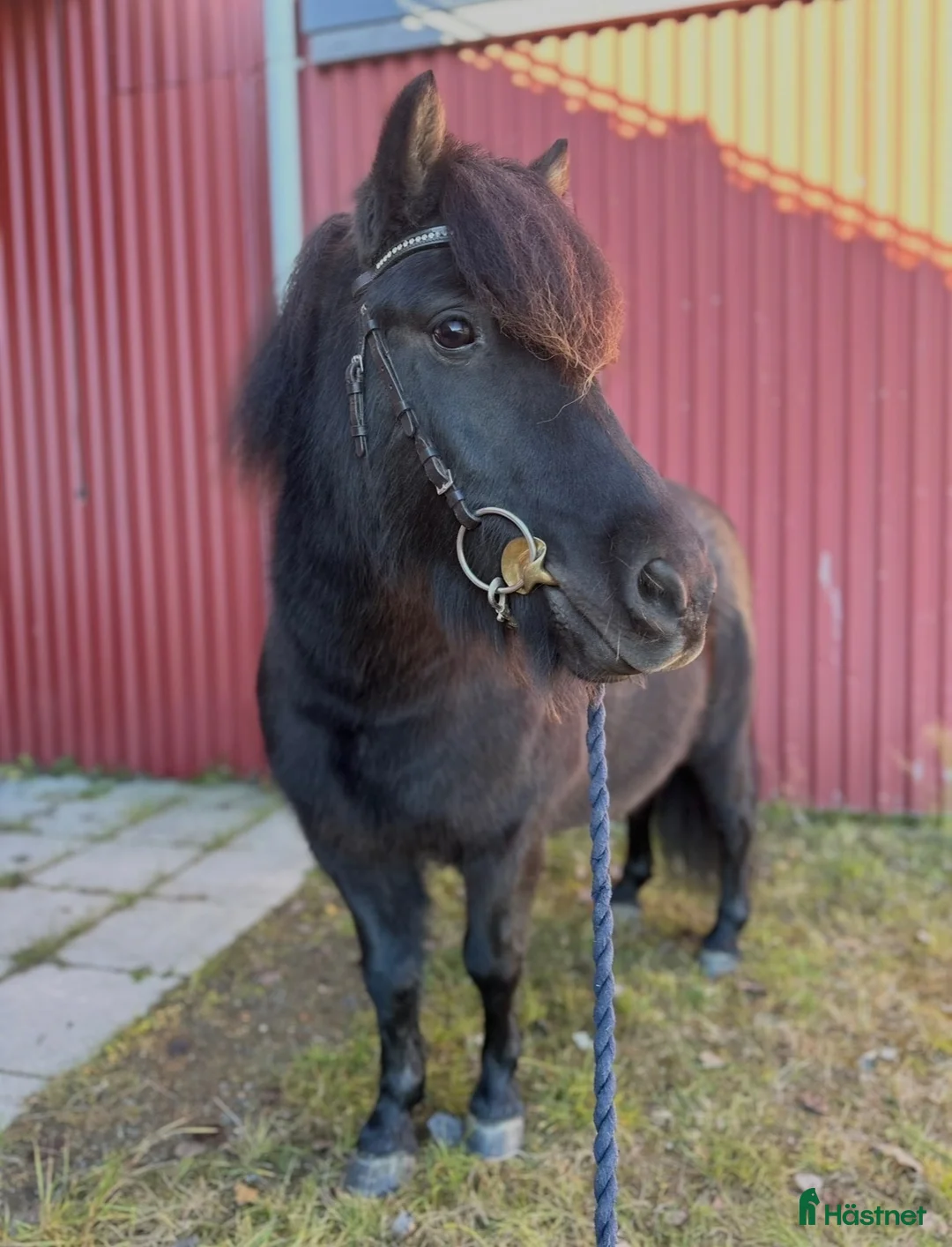 Allround hästar till salu: Shetlandsponny valack, 6 år, söker aktivt hem 🖤 - Annons 3