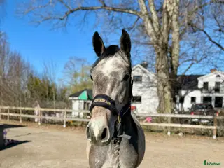 Hoppning hästar till salu: Blivande 3åring e: Caracas - Annons 1