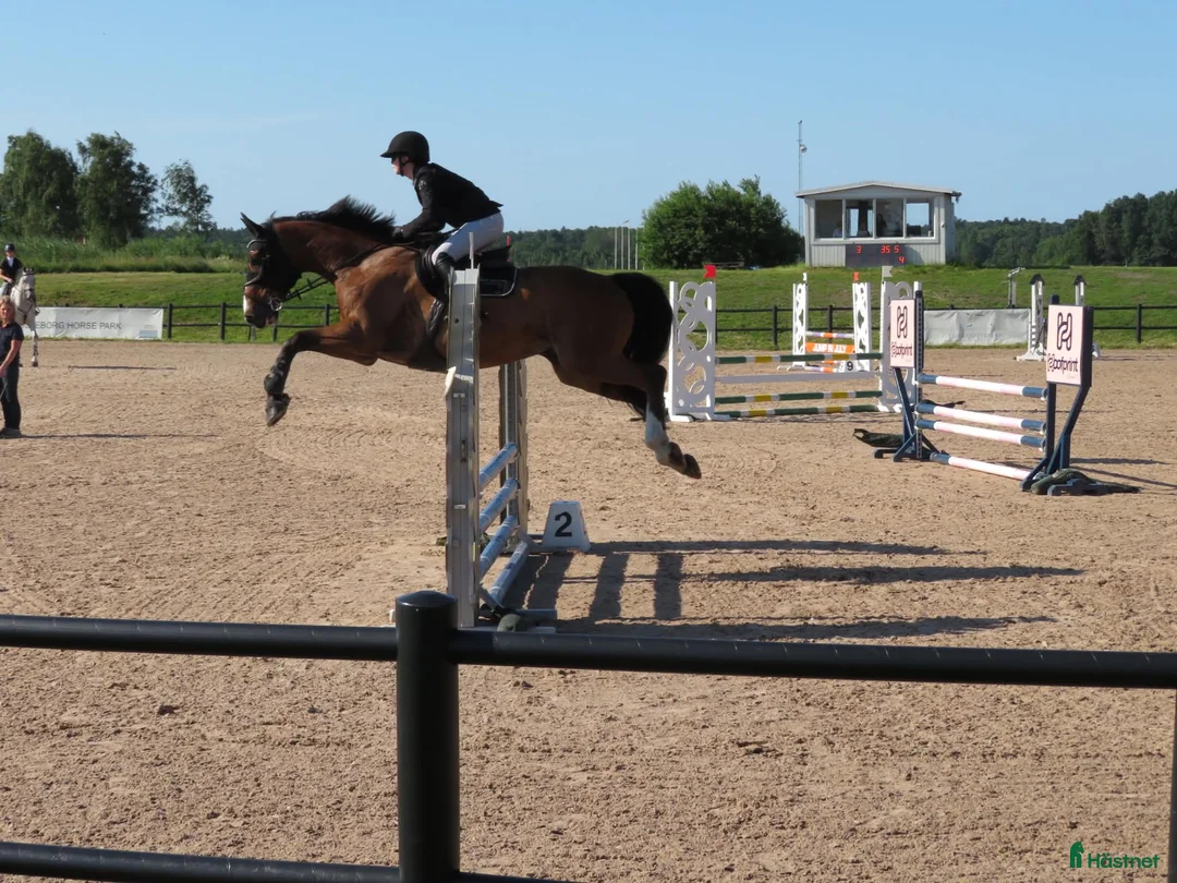 Allround hästar till salu: Underbar 7årig valack säljes ♥️ i Säve - Annons 2