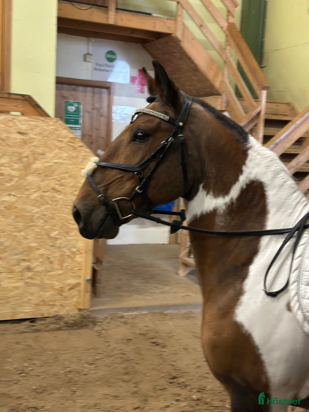 Hoppning hästar till salu: Super C-ponni lånes ut til satsende sprangrytter! - Annons 2