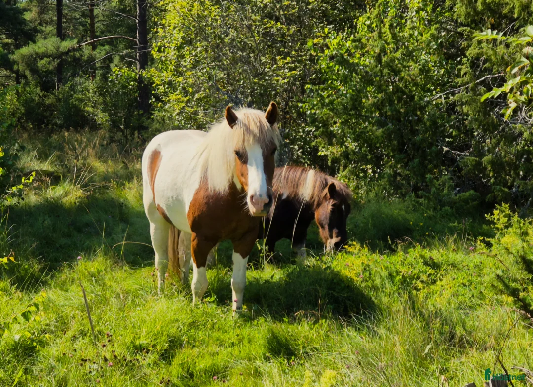 Allround hästar till salu: Trevligt islandssto - Annons 2