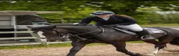 Allround hästar till salu: Irsk sportsponni selges! Allround!  i Mysen - Annons 4