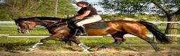 Allround hästar till salu: Mila – 10-Year-Old Beautiful Versatile Family Mare - Annons 9
