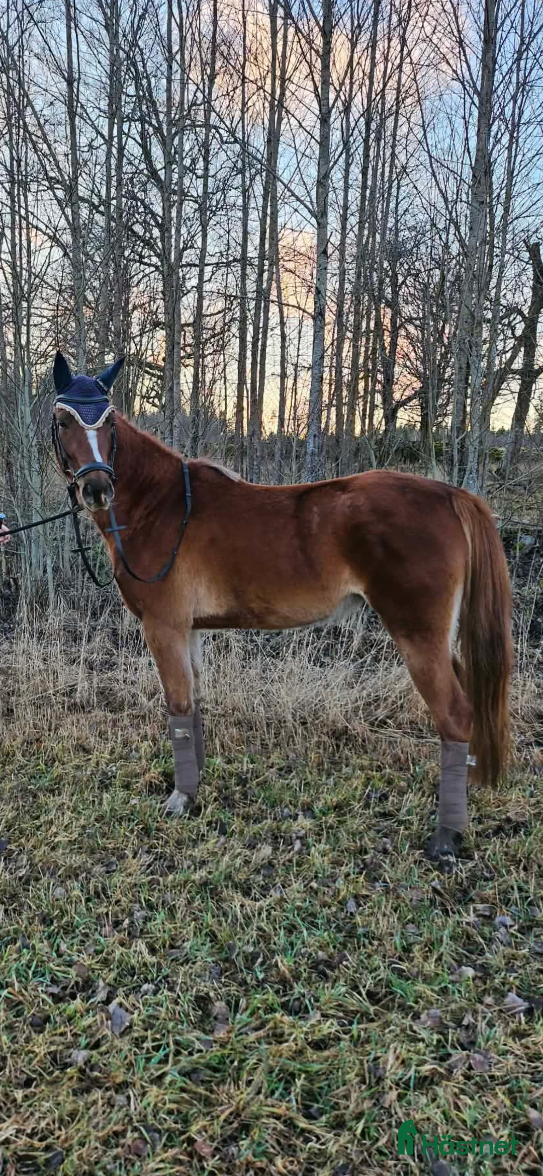 Allround hästar till salu: Lovande framtidsponny 🌸 - Annons 2