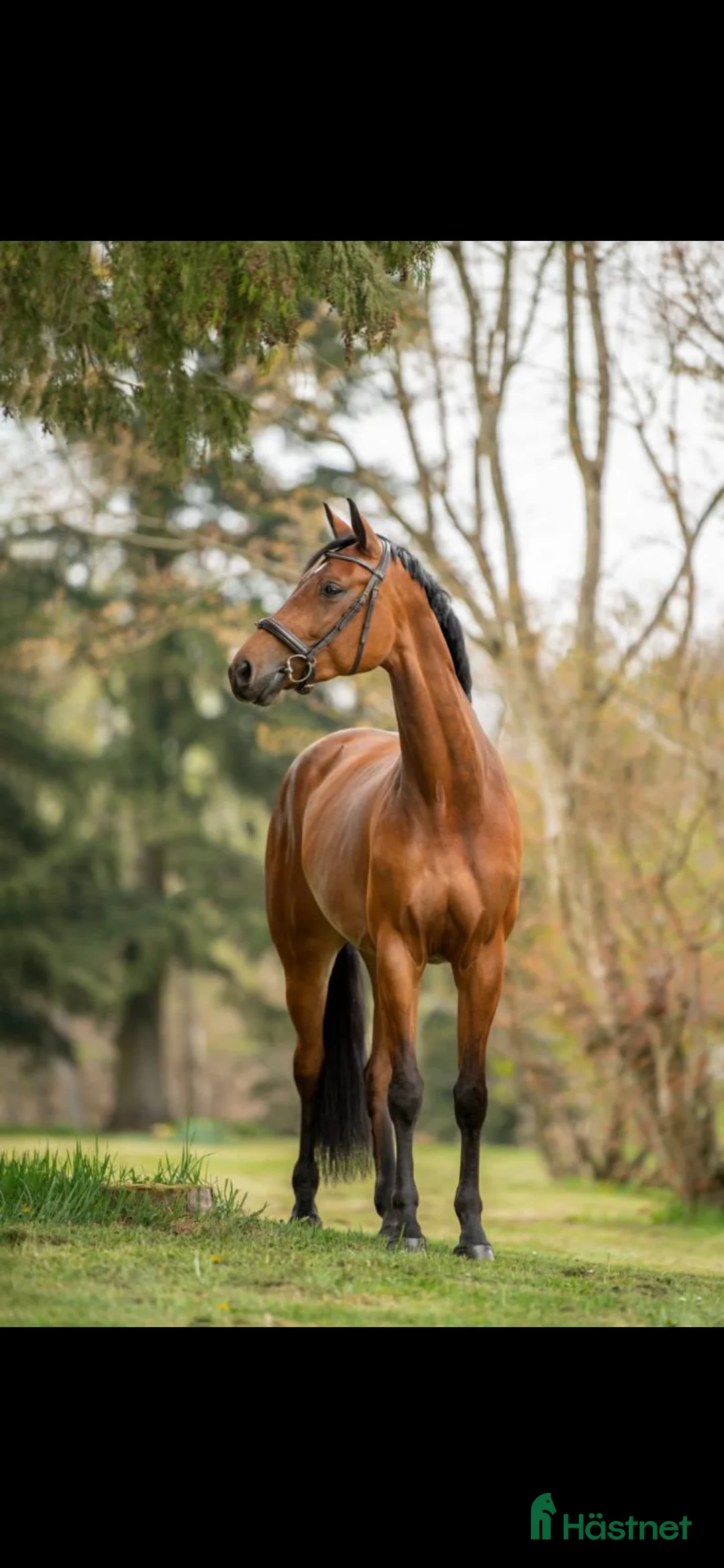 Hoppning hästar sökes: Trevliga hopphästar sökes - Annons 1