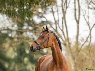 hästar Trevliga hopphästar sökes - Annons 2
