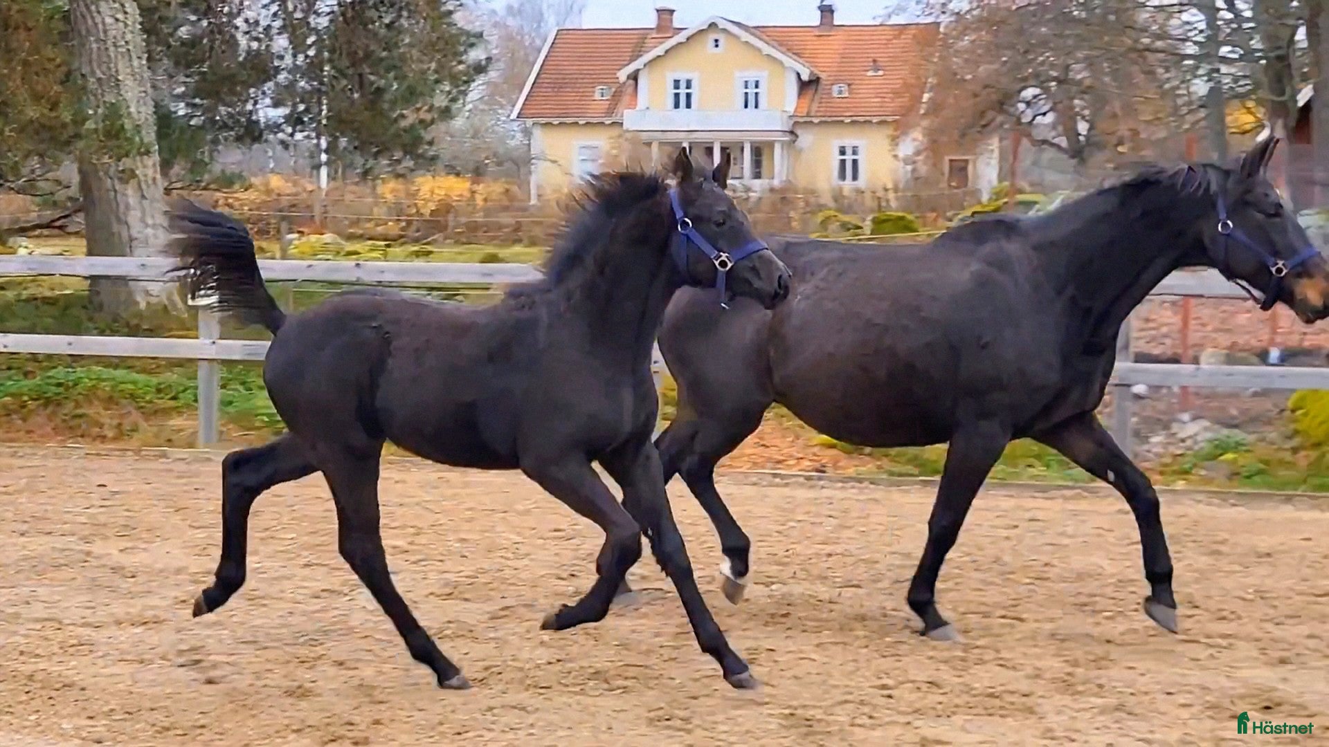  hästar Vackert hingstföl efter Mr Vain  i Mjölby - Annons 13