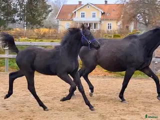 Hoppning hästar till salu: Vackert hingstföl efter Mr Vain - Annons 1