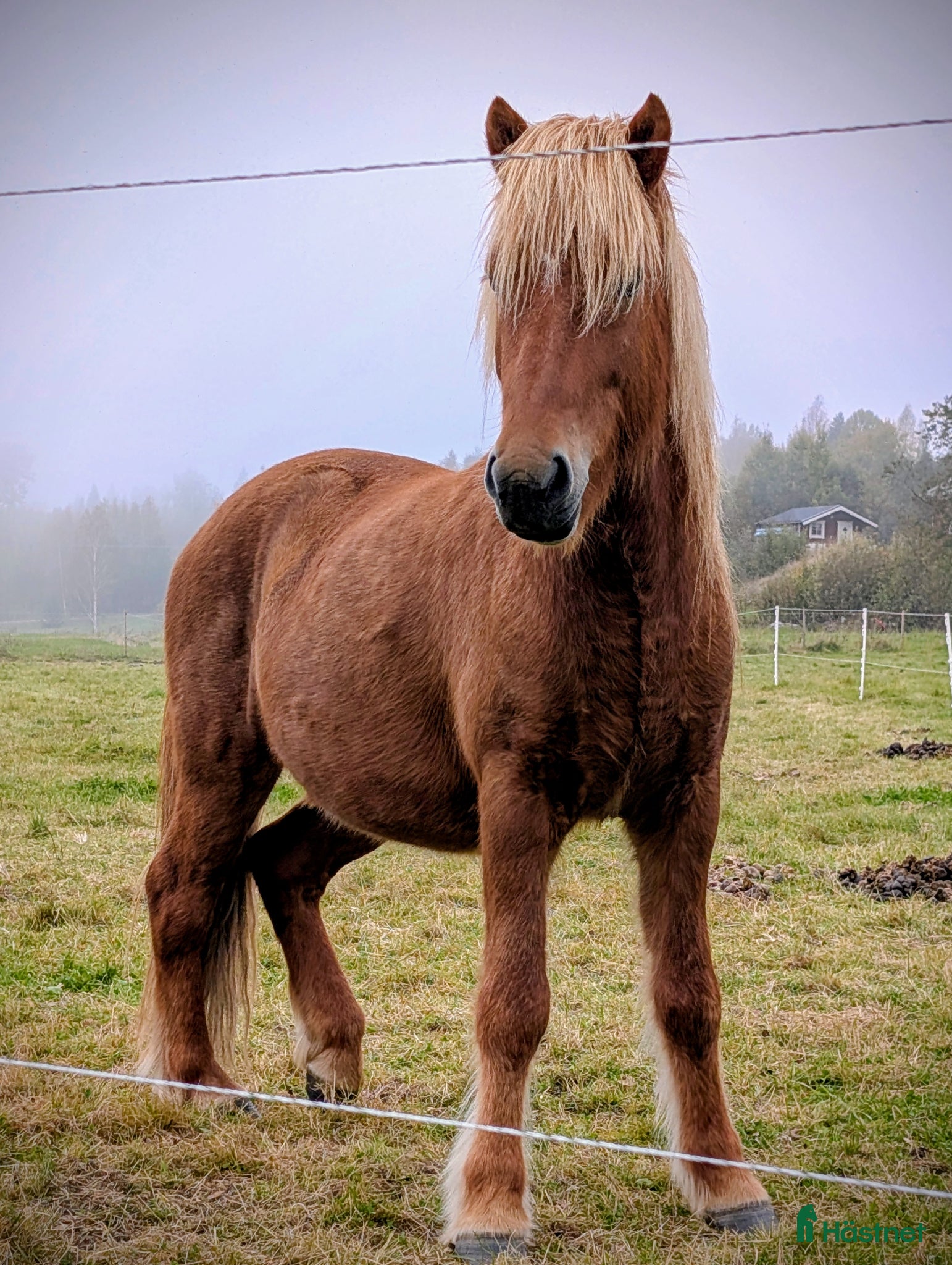  hästar Saeli - charmören med det magiska steget - Annons 2