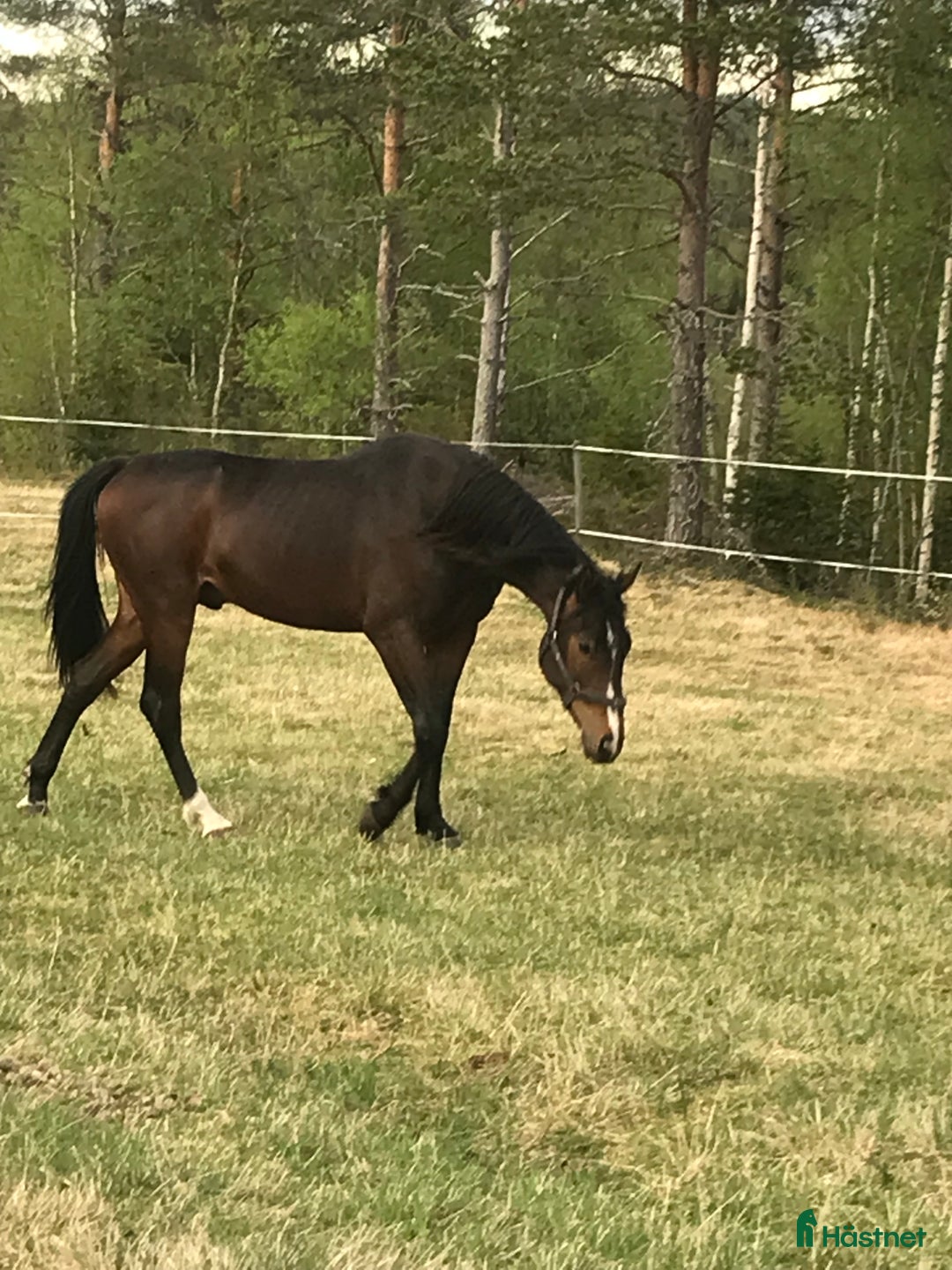 Allround hästar till salu: Allround valack i Vindeln - Annons 1