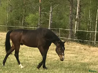 hästar Allround valack i Vindeln - Annons 22