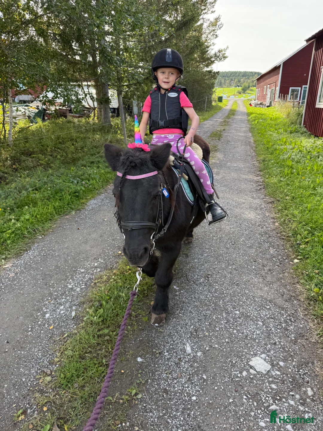 Allround hästar till salu: Finaste barnponnyn  - Annons 7