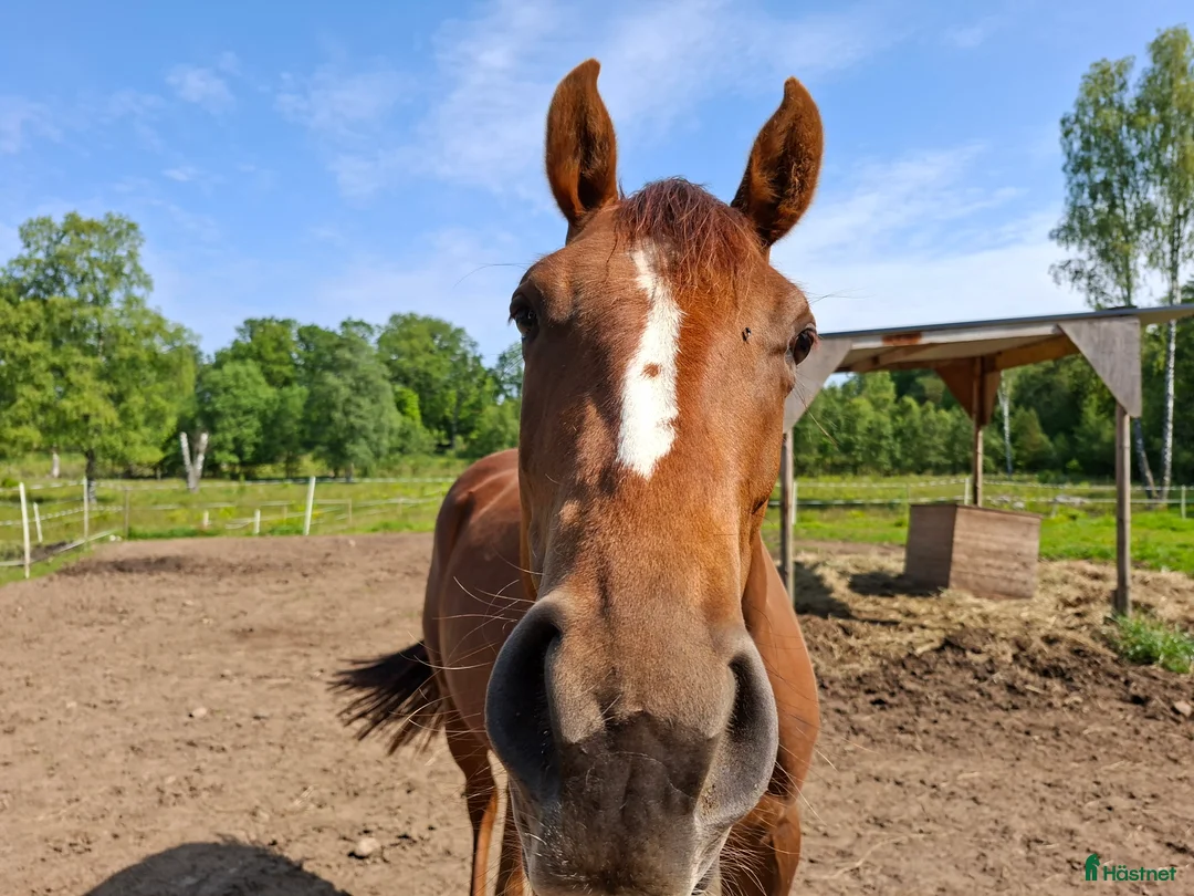 Allround hästar till salu: Quarter/Halvblod  i Bredaryd - Annons 2