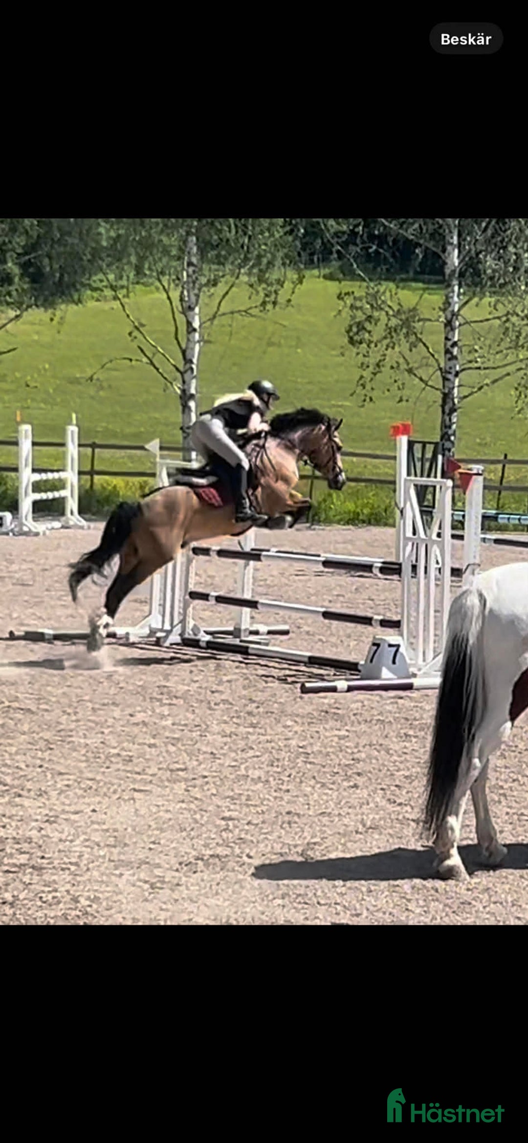 Allround hästar till salu: Rhoswen Samson  i Filipstad - Annons 3