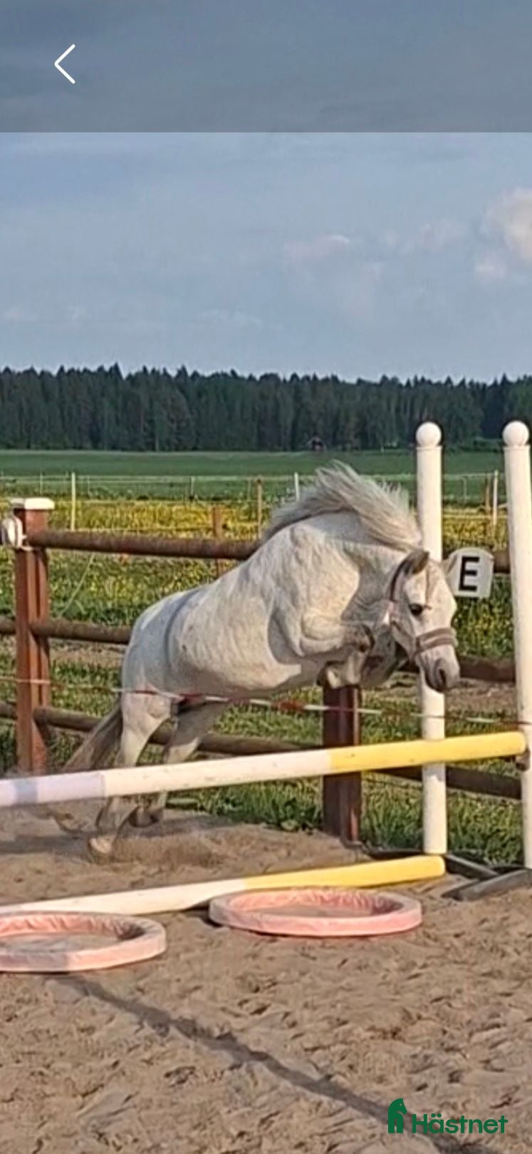  hästar Mycket trevlig b-ponny - Annons 1