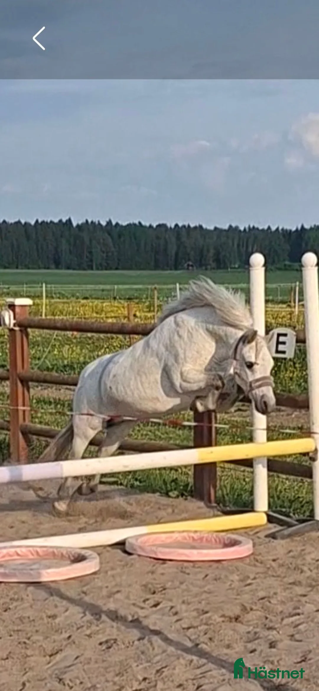 Allround hästar till salu: Mycket trevlig b-ponny - Annons 1