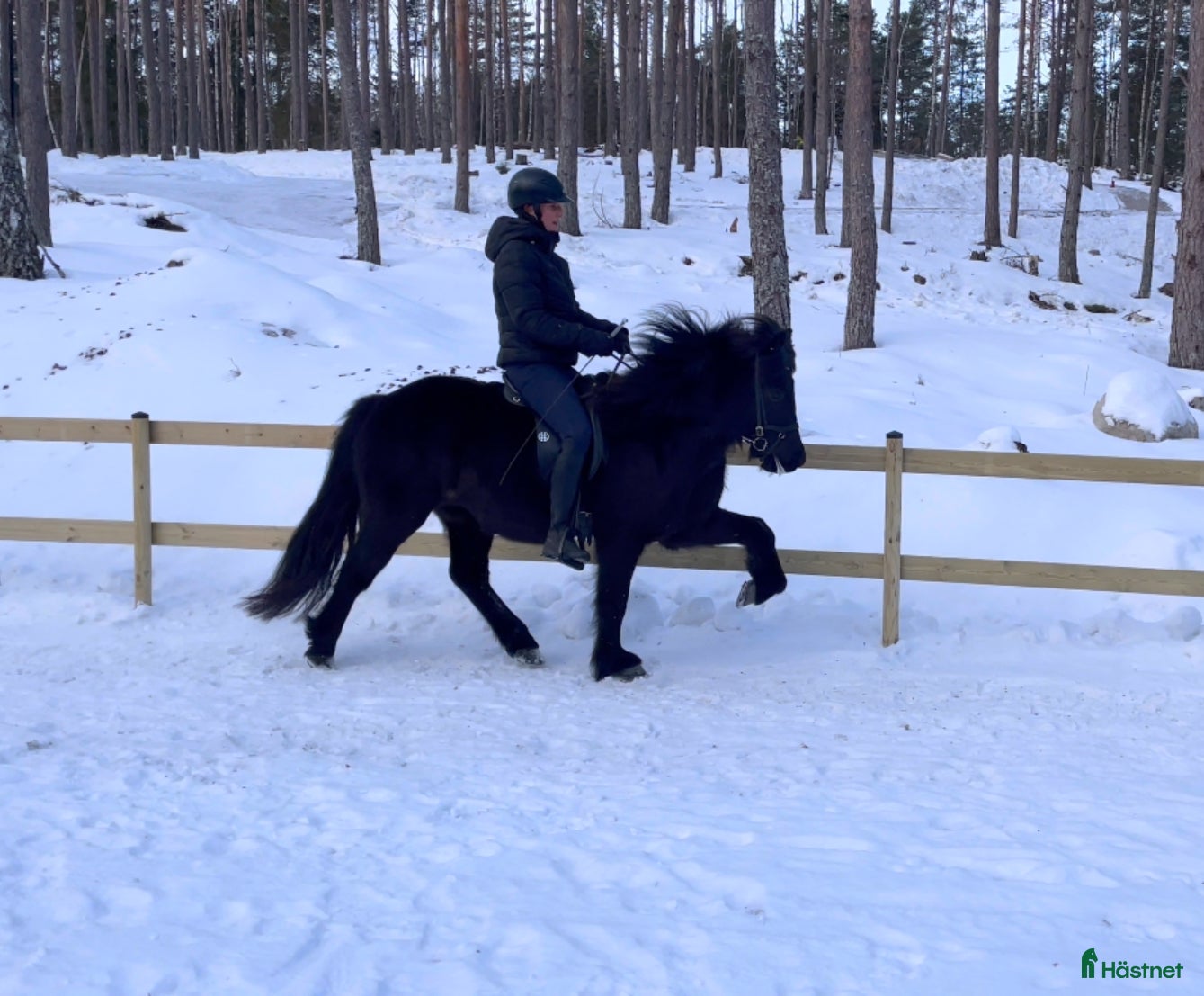  hästar Fyrgångare med stora rörelser  i Vallentuna - Annons 6