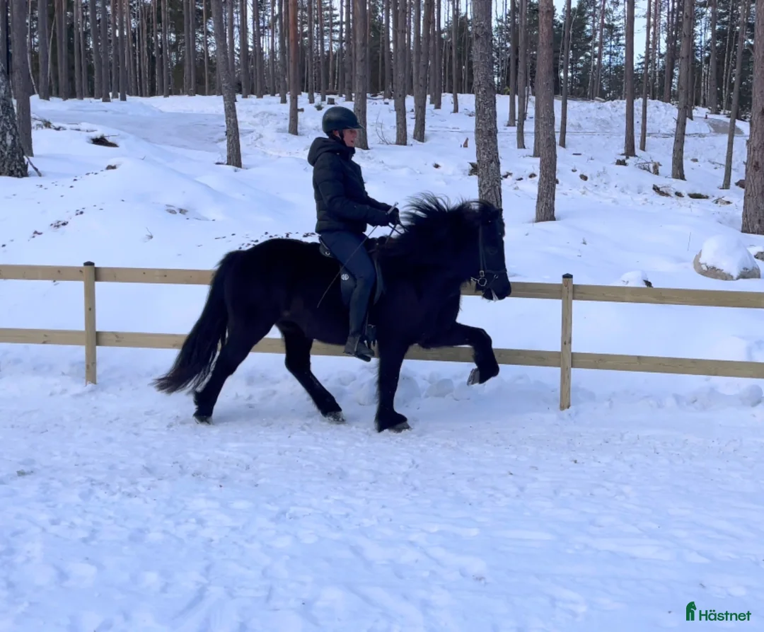 Island hästar till salu: Fyrgångare med stora rörelser  i Vallentuna - Annons 1