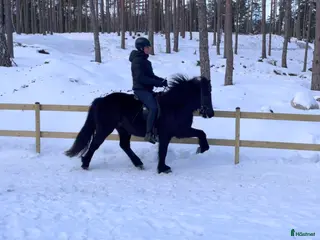 hästar Fyrgångare med stora rörelser i Vallentuna - Annons 6