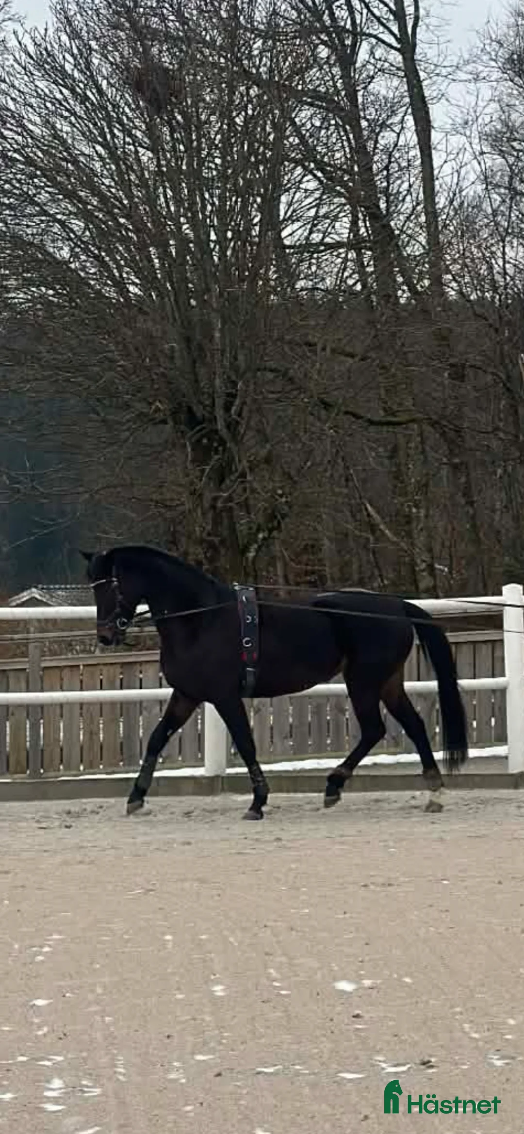 Sällskap hästar till salu: Fin sällskapshäst i Frillesås - Annons 2