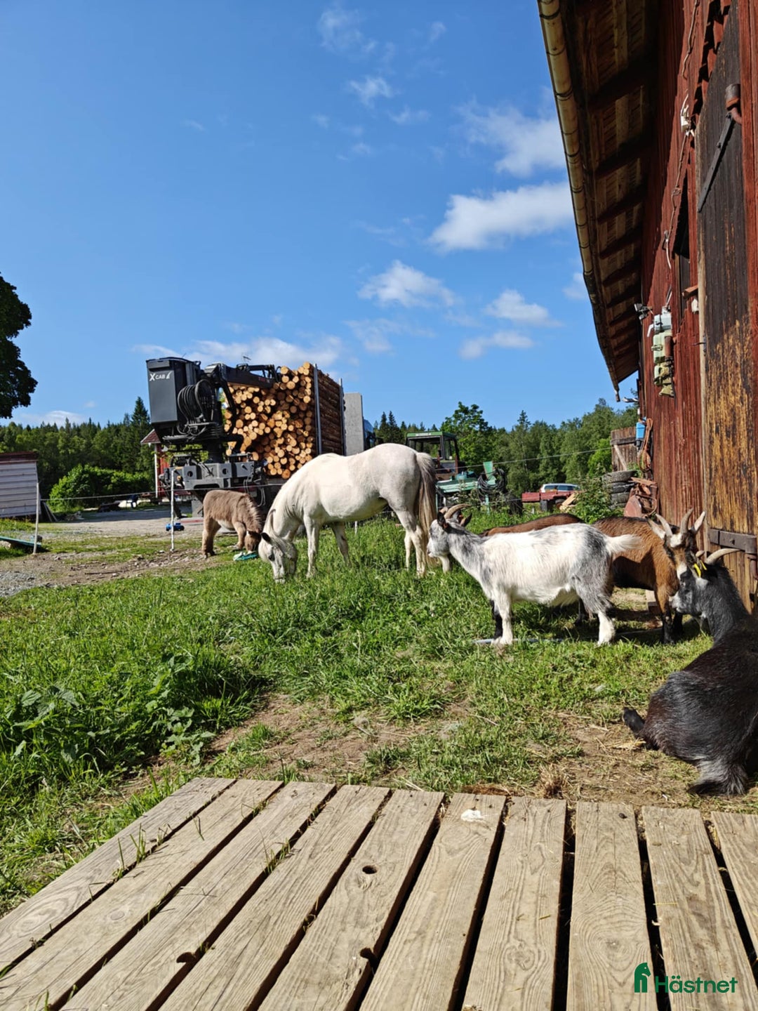Island hästar till salu: Jara Från Jakobdalsgård i Riddarhyttan - Annons 4