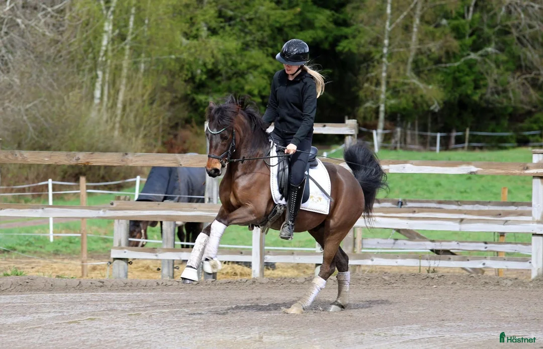 Allround hästar till salu: Lovande ponny med stor kapacitet! - Annons 1