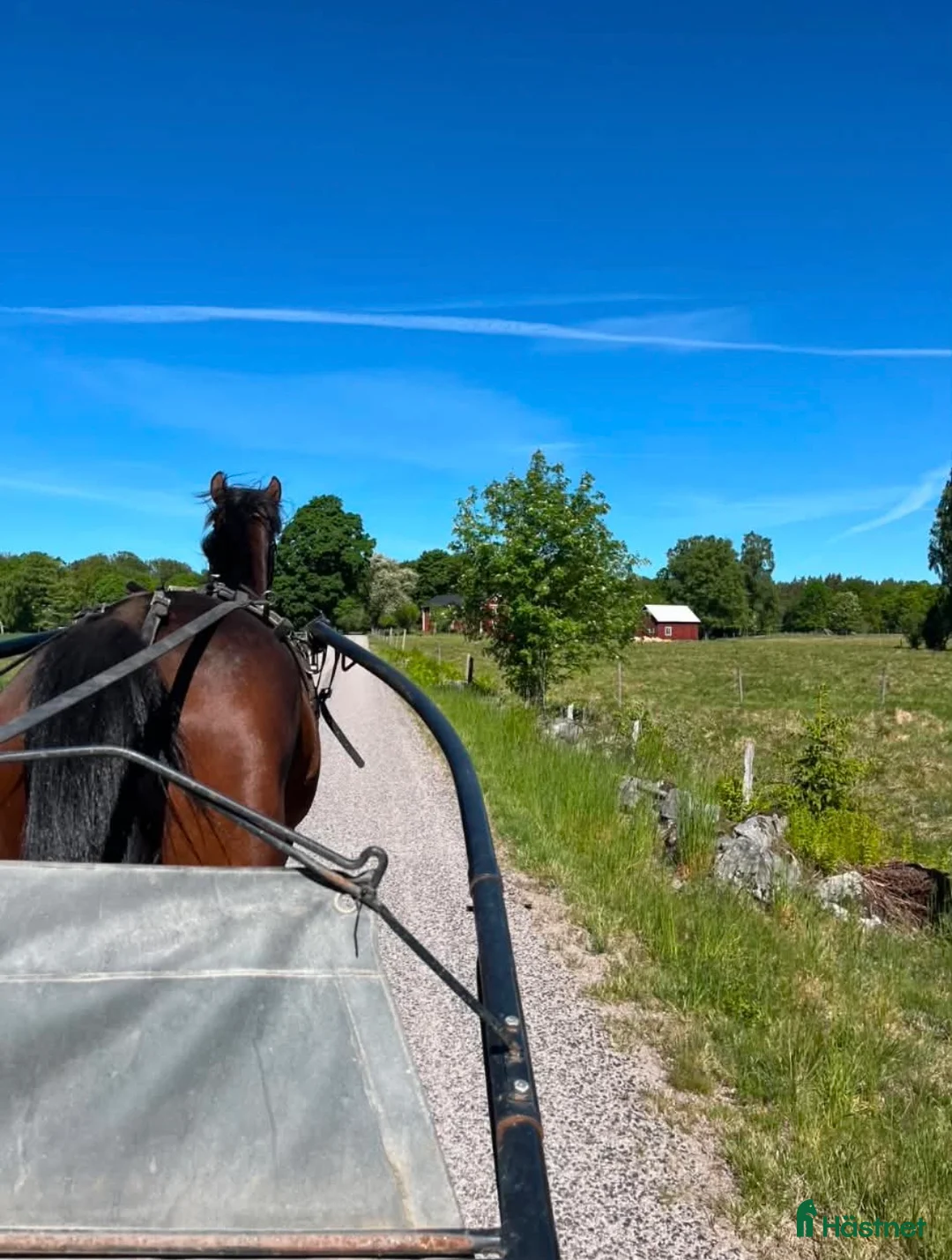 Trav hästar till salu: Starthäst 5-årig valack - Annons 5