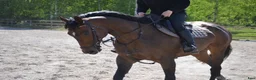 Allround hästar till salu: Jätte fint Fullblodssto säljes! - Annons 2